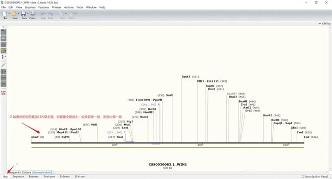 snapgene怎么显示氨基酸序列