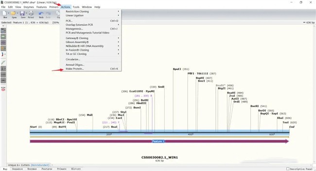 snapgene怎么显示氨基酸序列
